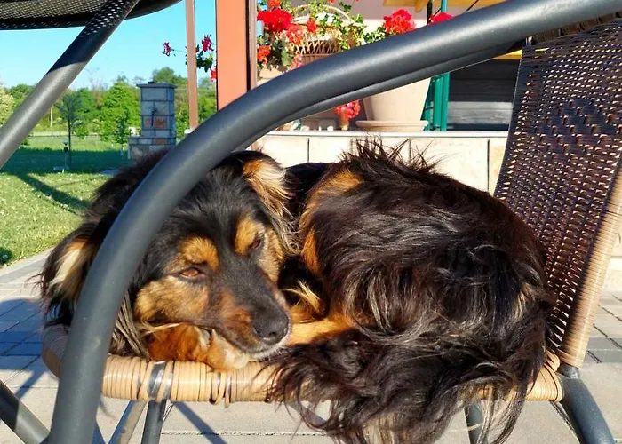 Dom wakacyjny Sunny Funny House Čačak